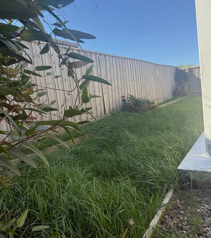 Overgrown garden before tidy up Melbourne